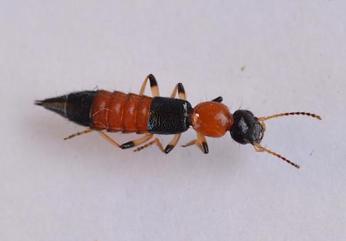 Réf. 237 046 : Paederus littoralis